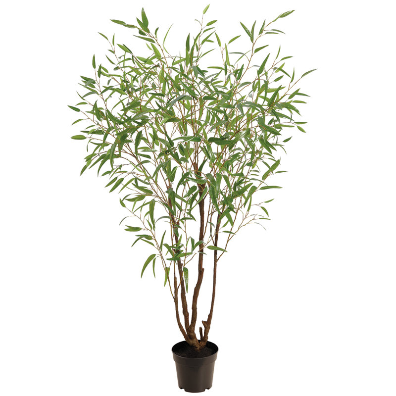 90" Eucalyptus Tree in Plastic Pot Green