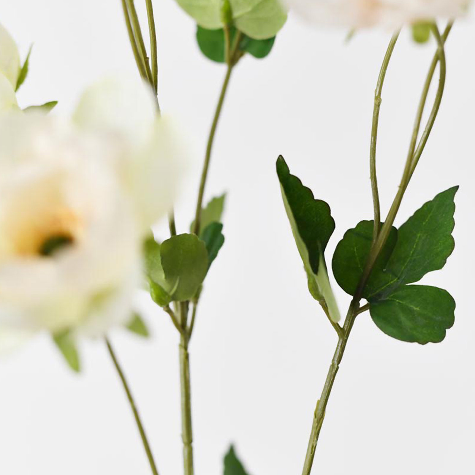 Audet Anemone Stems, Champagne