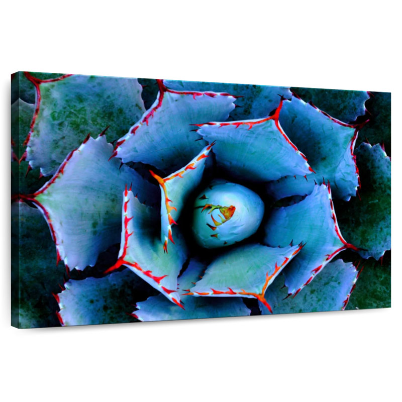 Plante grasse Harnek, H 24 po x l 36 po