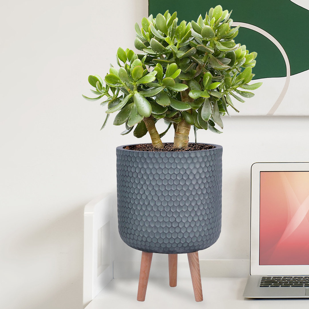 Concrete Effect Cylinder Round Planter on Hardwood Legs, Round Indoor Plant Pot Stand for Indoor Plants, Indoor Flower Pot with Honeycomb Pattern