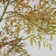 81.1'' Faux Bamboo Tree in Planter