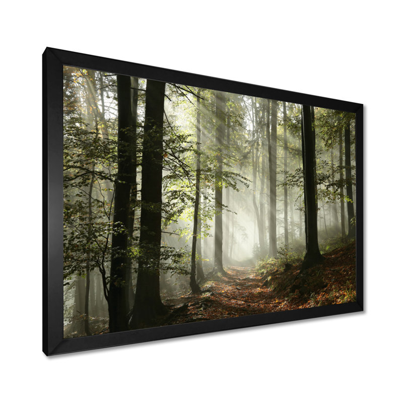 Lumière dans une forêt d'automne dense avec brouillard, œuvre d'art, H 16 po x l 32 po, Noir, Impression encadrée