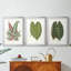 Feuilles de collection IV - impression encadrée sur mesure de qualité supérieure - 3 pièces-92255238-92255236