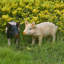 Jolie statue de jardin de cochon