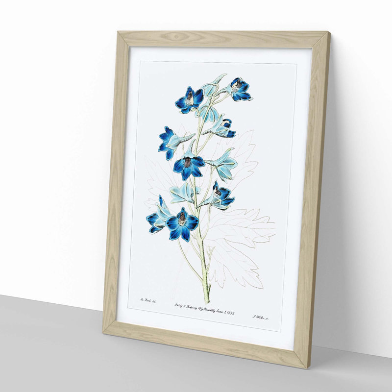 Blue Larkspur Flowers - Framed Print, 60cm H x 40cm W x 2cm D, Oak