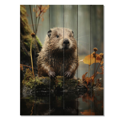 " Beaver Animal "