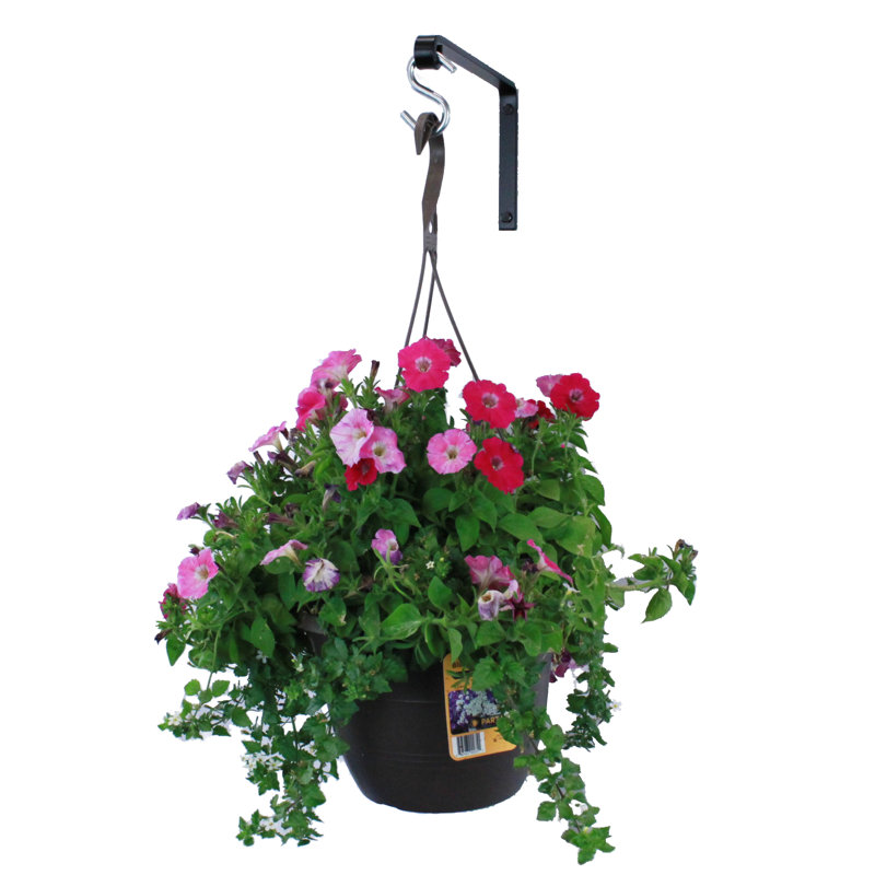 Artisan Forged Plant Hanger Wall Shelf Bracket Hook Large Black, 6.25" H x 0.75" W x 11.75" D