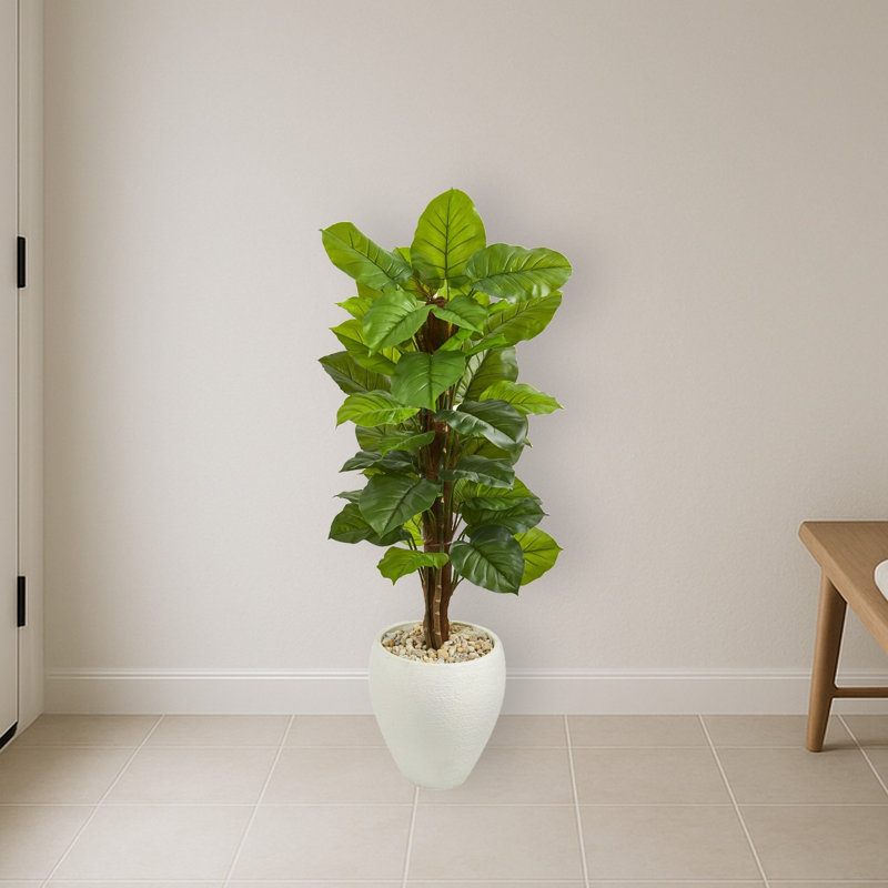 Large Leaf Philodendron Plant in Planter
