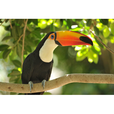 Toucan - Wrapped Canvas Print