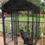 Chenil Uptown Lucky Dog-27270116