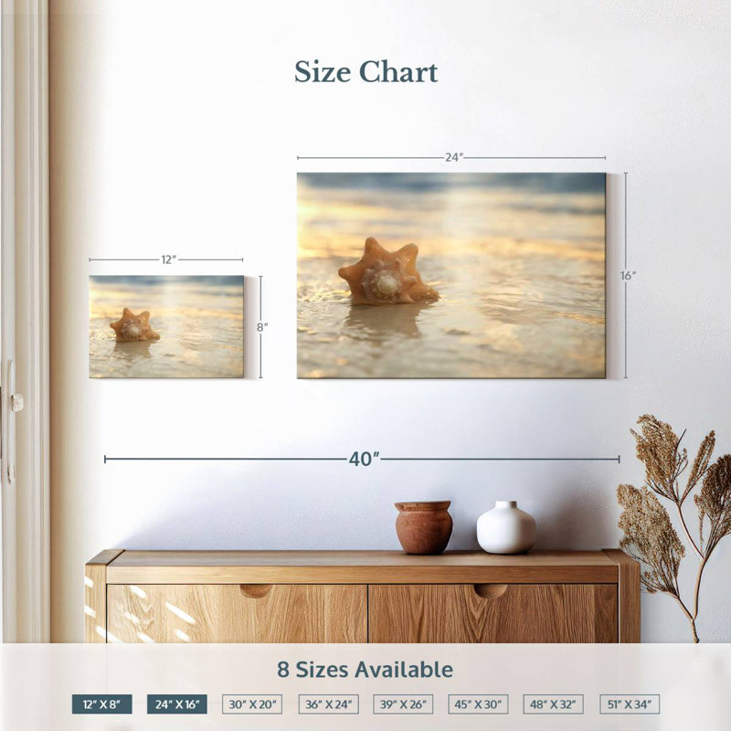 Coquillage Aletra Sunrise, H 16 po x l 24 po