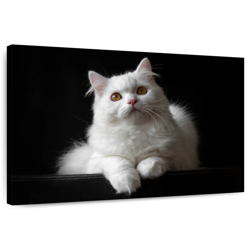 White Persian Cat, 30" H x 45" W