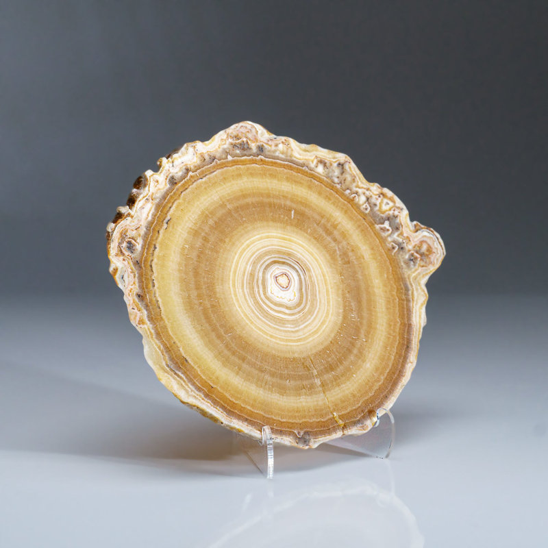 Genuine Aragonite Stalactite Slice from Mexico (0.6 lbs)