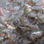 4" x 4" Authentic SeaShell Listello/Border Tile in Black Mother of Pearl