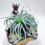 Arrangement de plantes grasses fabriquées à la main | Pièce maîtresse moderne en bois flotté rustique (10 po x 10 po x 12 po)
