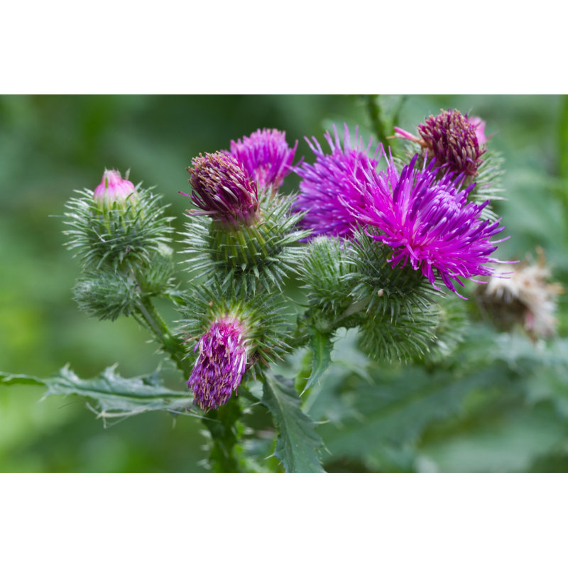 «Kemia Thistle On Canvas» par Alleko, photographie, H 20 po x l 30 po x P 1,25 po