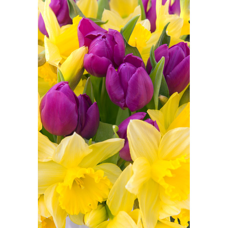 Tulips And Daffodils - Wrapped Canvas Print, 46cm H x 30cm W