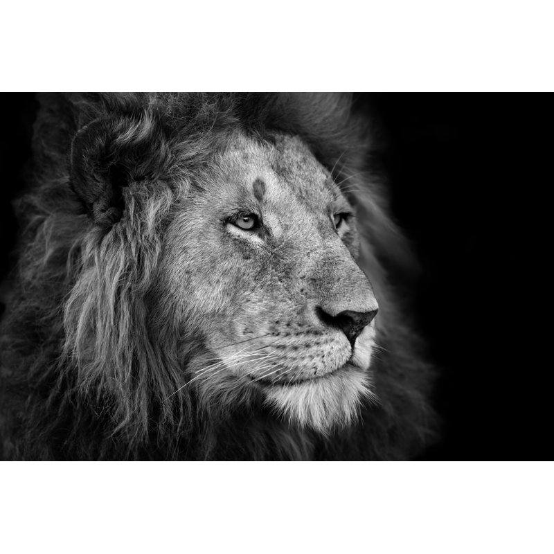 Lion In Masai Mara by MaggyMeyer - Wrapped Canvas Print, 81cm H x 122cm W x 3.8cm D