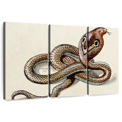 Brampt Indian Cobra