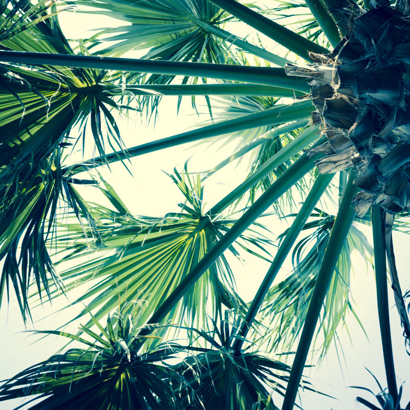 Palm Tree Below by Letty17 - Print, 76cm H x 76cm W