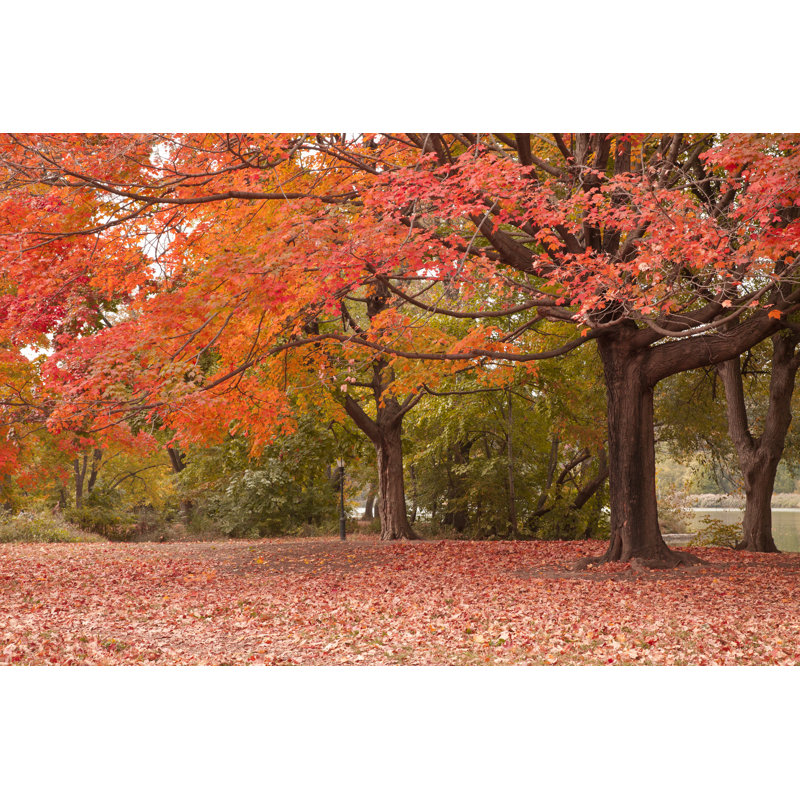 Automne - photographie sur toile tendue, H 8 po x l 12 po