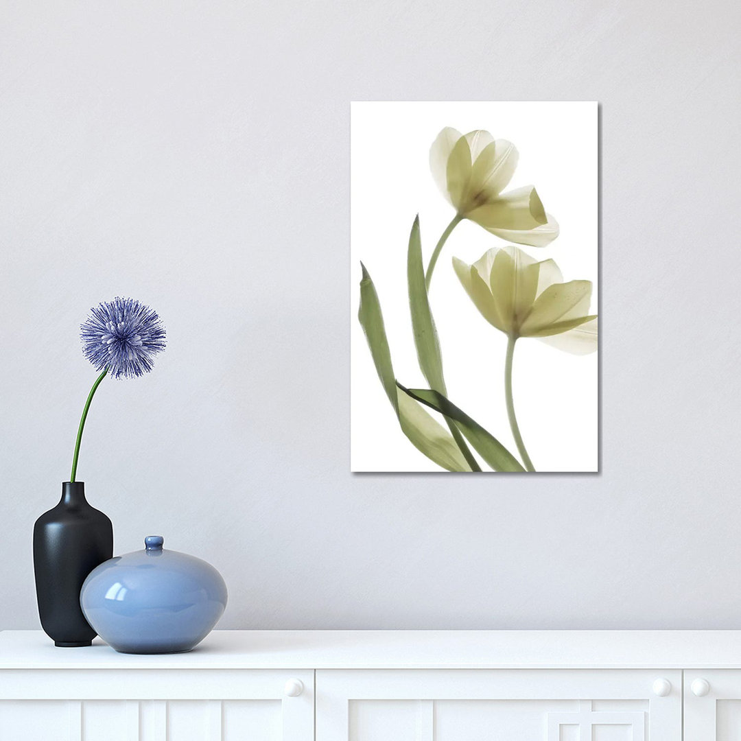 X-Ray Tulip I by Judy Stalus - Wrapped Canvas Graphic Art