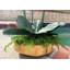 Orchidées florales-226213534-225985726