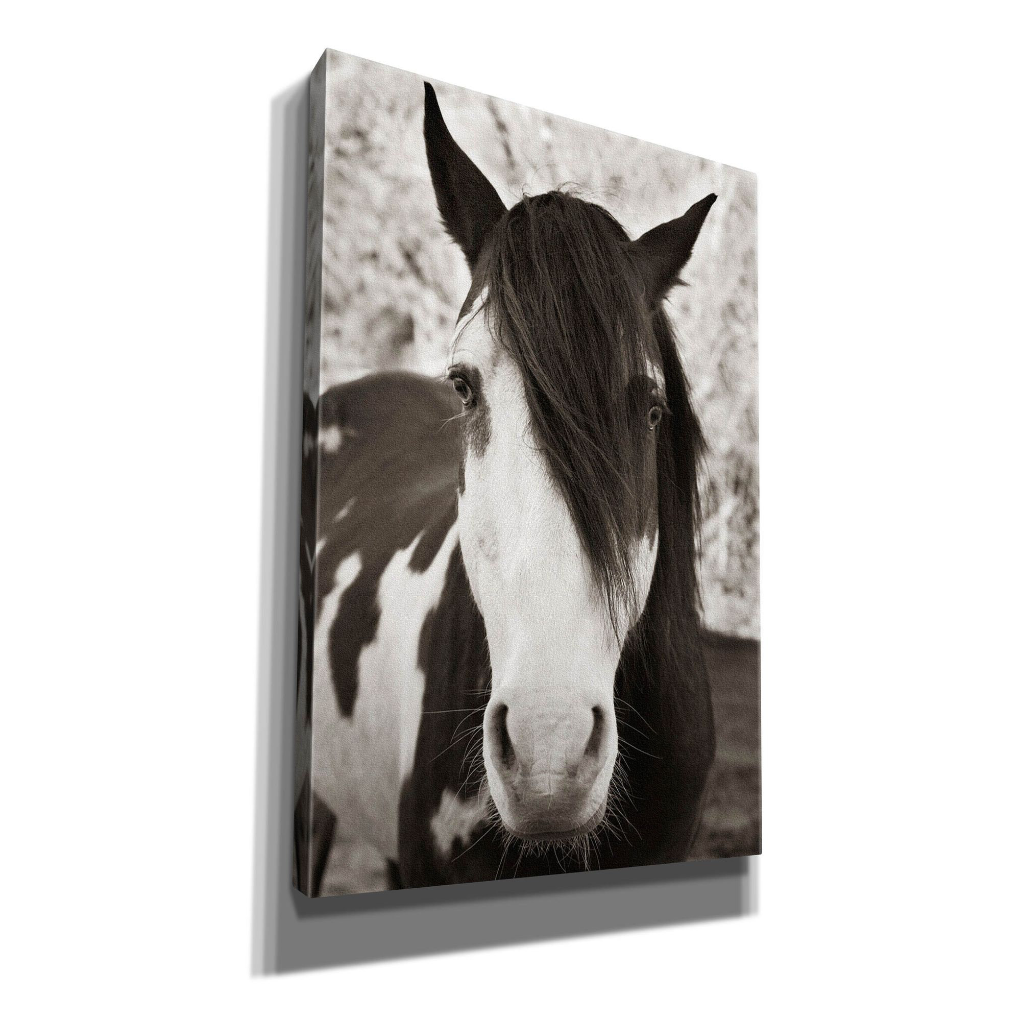 Gracie Oaks Zorria Pale Eyed Stallion On Canvas by Traer Scott Print ...