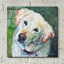 Art mural en verre Winston Porter «Dogs Yellow Lab» par Lindsay Kivi-1300105340