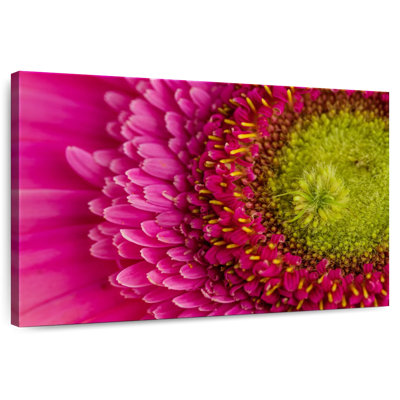 Magnified Gerbera Daisy
