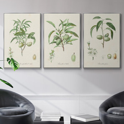 "Antique Ammond Botanical I", reproduction sur toile 3 pièces