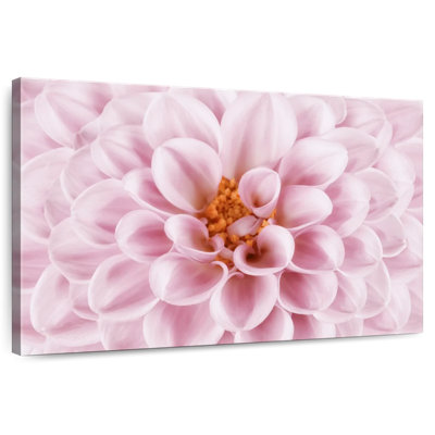Dahlia rose Harnek