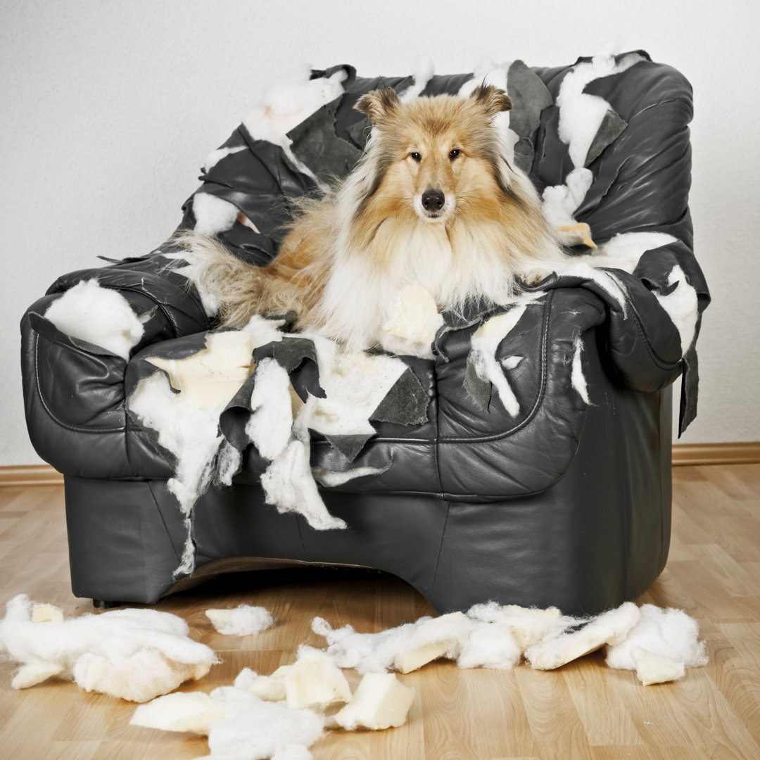 Collie Hund sitzt auf einem Lederstuhl