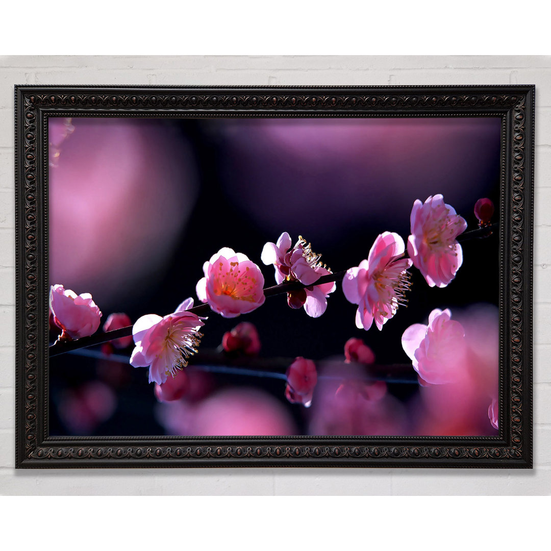 Pink Blossom Flowers - Einzelner Bilderrahmen Kunstdrucke