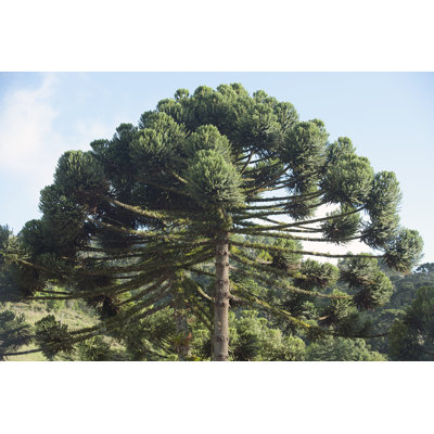 Araucaria Pine Tree - Wrapped Canvas Print