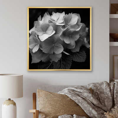 " Grey White Hydrangea Bloom III "
