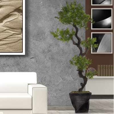 Panama Tree in Planter