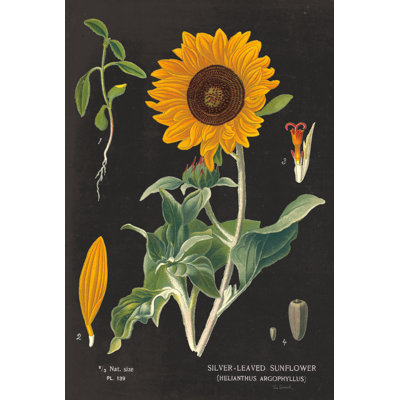 Tableau de tournesol