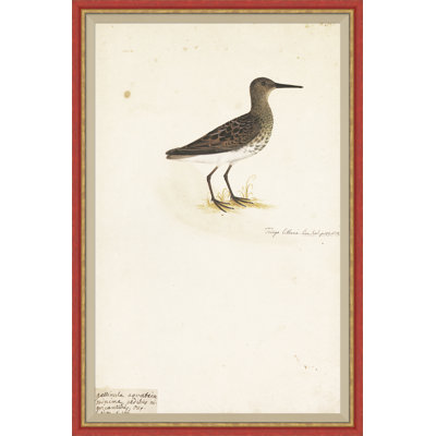 18th Century Bird Re-Strikes III Painting