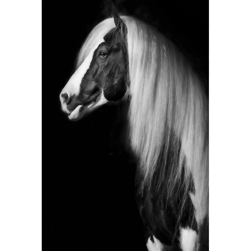 Equine Portrait VII by PHBurchett - Canvas Photograph Print, Wrapped Canvas, 76cm H x 51cm W
