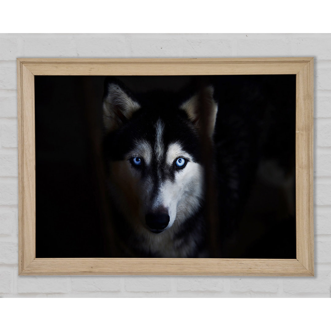 Husky Hund Wolfsgesicht - Druck