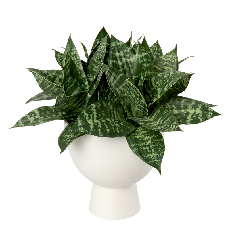 Snake Plant In White