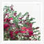 Bougainvillea Bush 2 Print by Nathan Turner