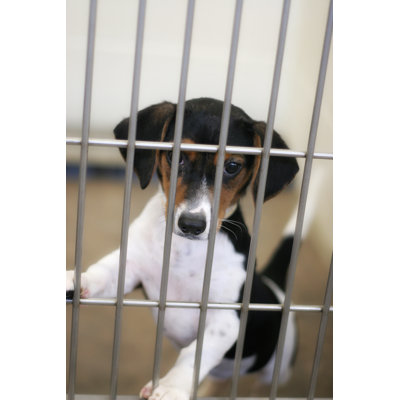 Dog Pound Puppy 115962233