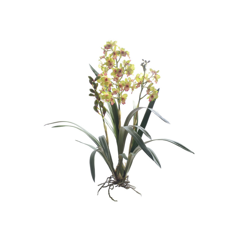DENDROBIUM ORCHID STEM