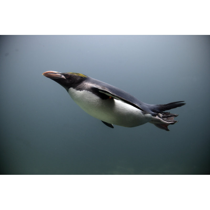Macaroni Penguin par Mikelane - Photographie sur toile tendue, L 48 po x H 32 po