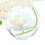 Orchid in Flat Glass Vase