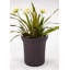 Planter
