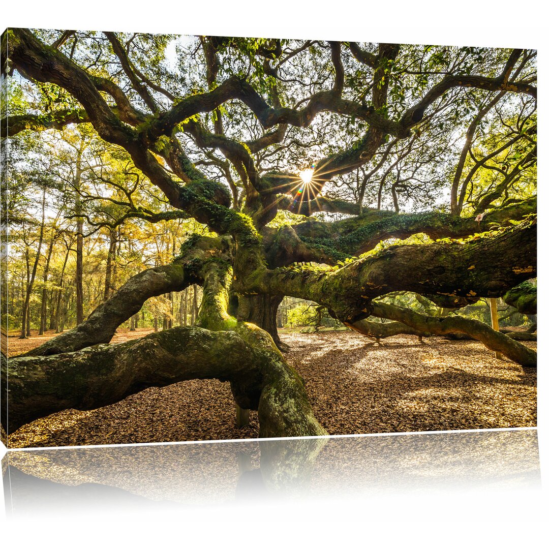 Leinwandbild Gigantisch verzweigter Baum