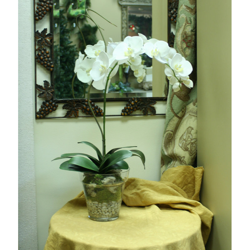 Polysilk Orchid Arrangement in Pot, Cream / White